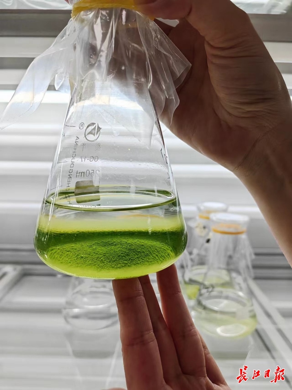 江汉大学胡长峰微藻合成生物学团队正在开展微藻研究