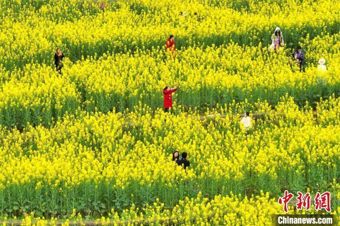 重庆广阳岛:油菜花开春意浓  满目金黄引游人