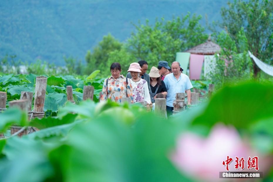 品荷珍,逛荷集……7月14日,"夏日荷田趣三川"云南省丽江市永胜县第三