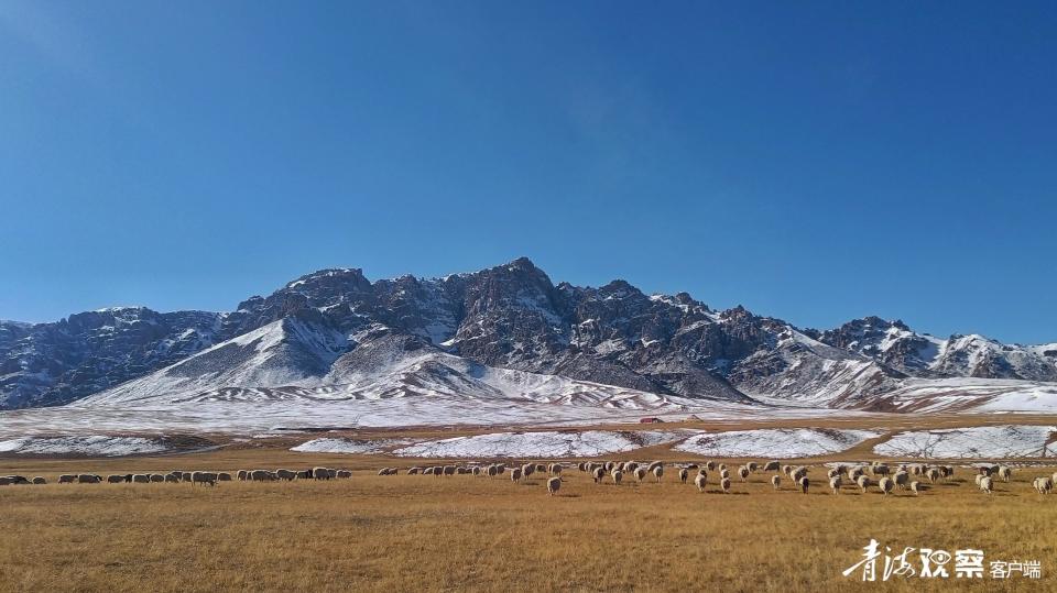 我眼中的大美青海 | 净土天峻 野生动物的家园