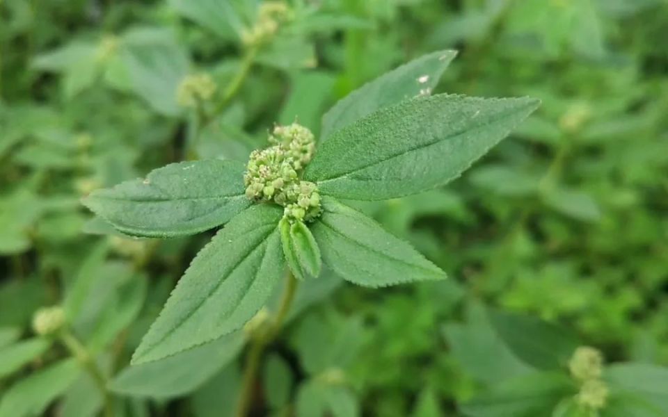 万物有灵 | 另类野草成郎中——飞扬草