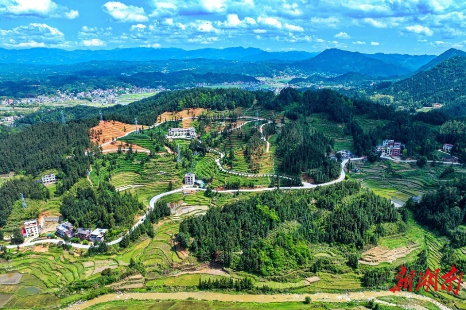 茶韵稻香谱丰景 大美隆回立潮头