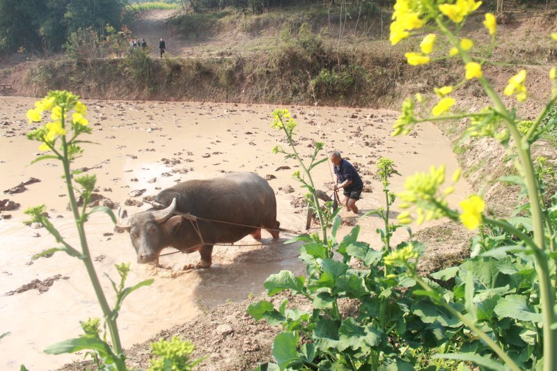 泸州纳溪区:春耕生产掀热潮 筑牢粮食安全网