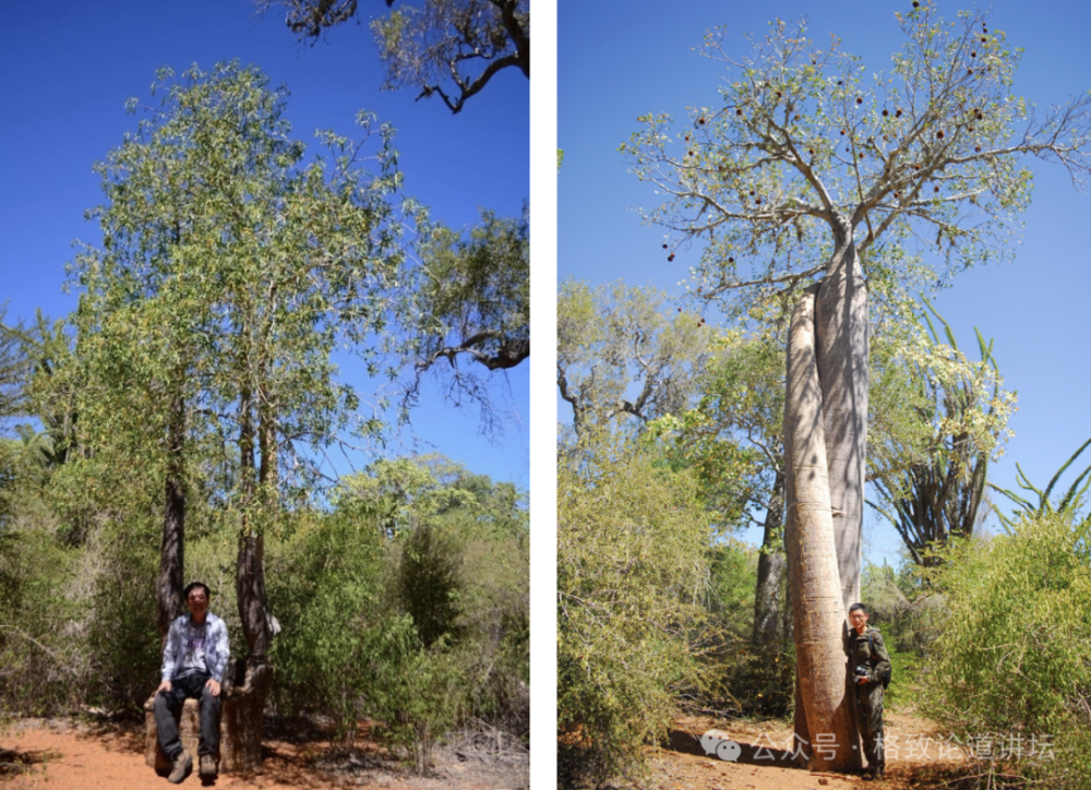 这些外形奇特的"大肚子"树,能吃能喝又能住,甚至