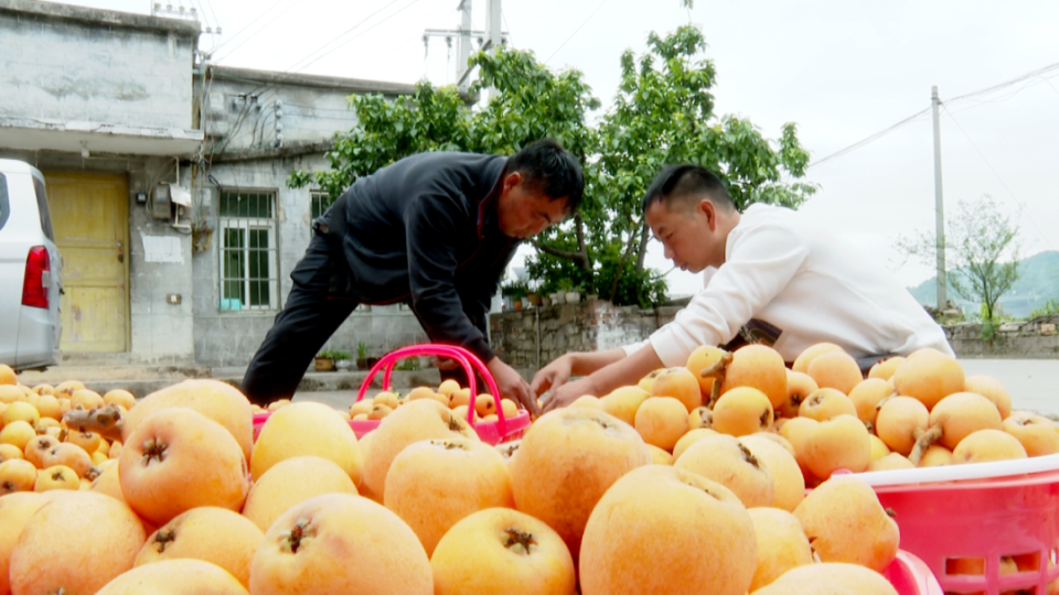 夜郎湖畔枇杷香