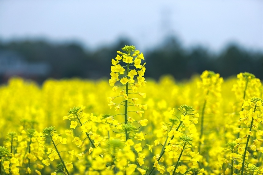 油菜图片真实花开图片