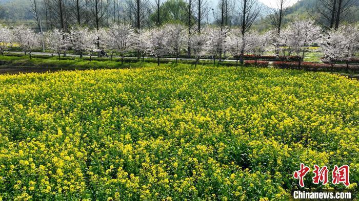 安徽宣州花海如似雪乡村展新景