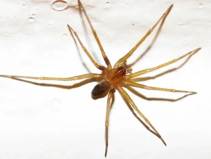 一,有毒蜘蛛在智较为常见,分布最广种类为智利隐蛛(学名loxosceles