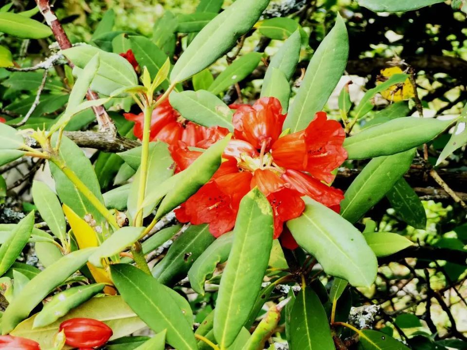 "会东杜鹃"提前一个月绽放 目前已达近9千株