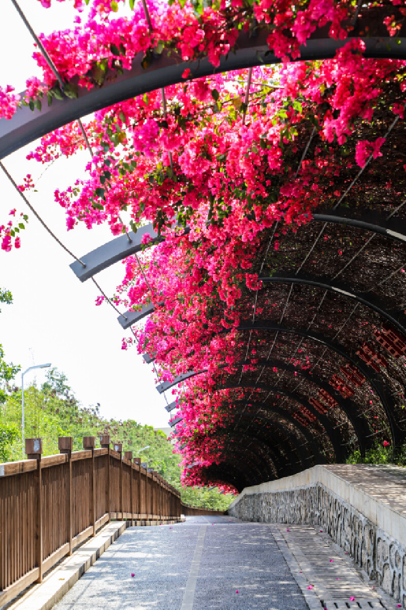 深圳image | 超美!宝安居然藏了个簕杜鹃花谷