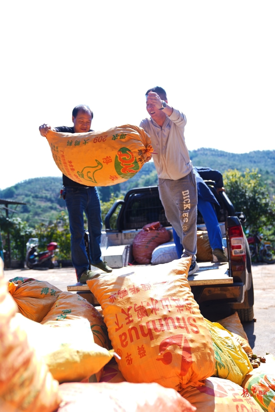 图集丨郴州临武:油茶满岗觅籽忙_腾讯新闻