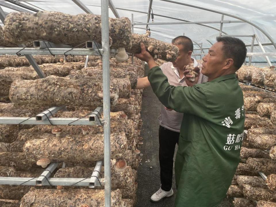 当地群众正在基地采摘夏菇在河南省南阳市西峡县军马河镇长探河村引资