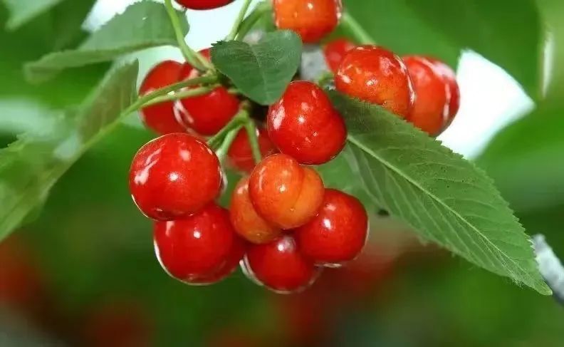 甜得像初恋!让你心动的贵州樱桃采摘地图来啦