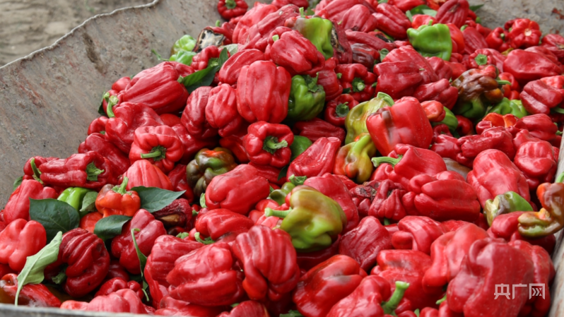 乡村振兴"新"面貌丨火红辣椒迎丰收  奏响致富"椒"响曲