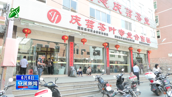 遇见春茶丨安溪铁观音：春茶全面上市 质稳价优