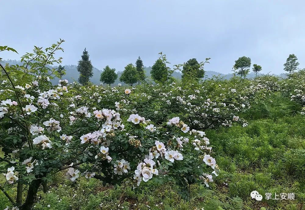 延长产业链价值链 西秀区推动2.5万亩金刺梨提质增效_腾讯新闻