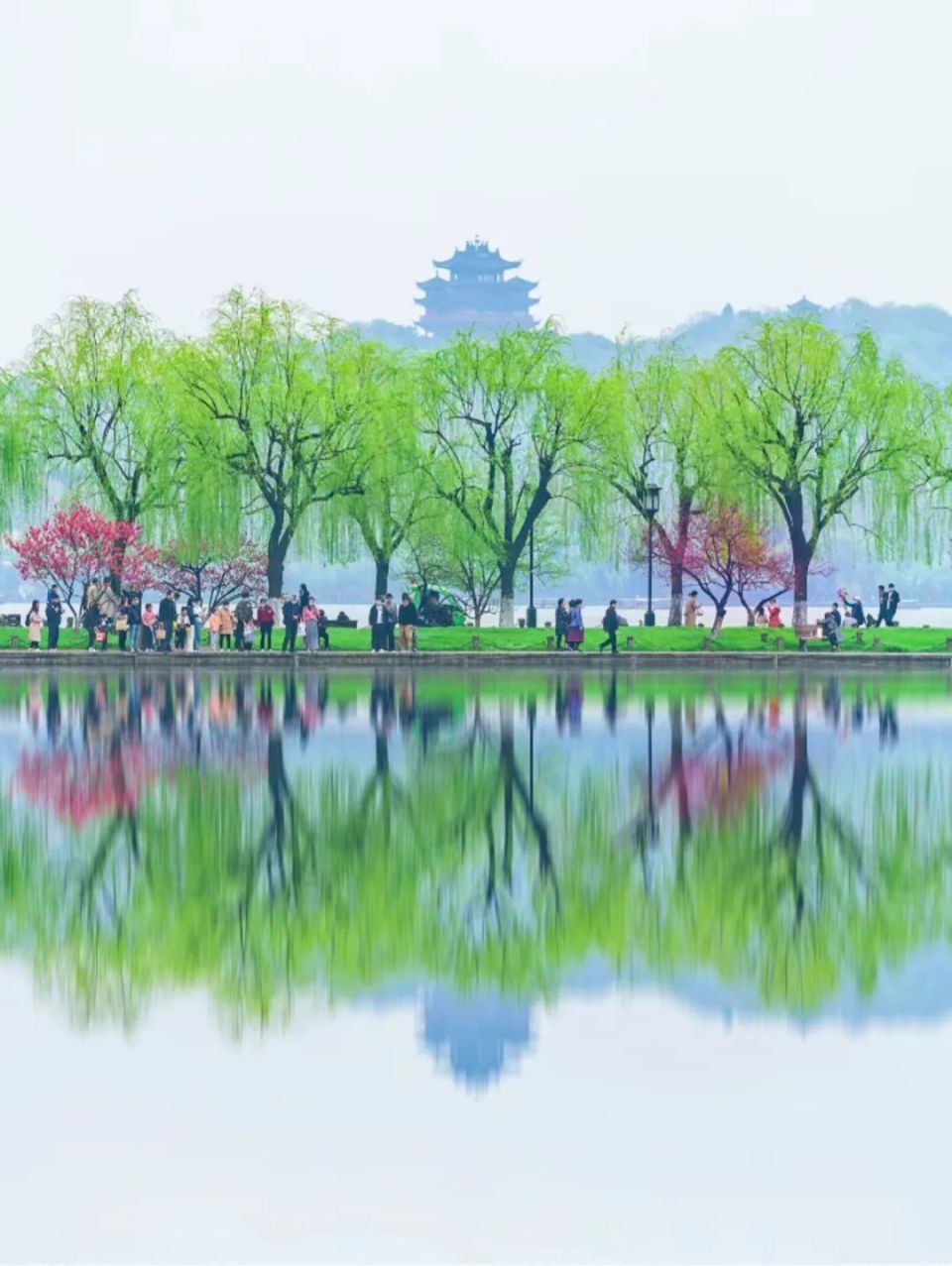 西湖一绝!一周限定!你打卡了吗