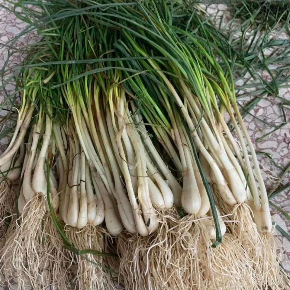 像葱又像蒜的“菜中灵芝”——薤白_腾讯新闻