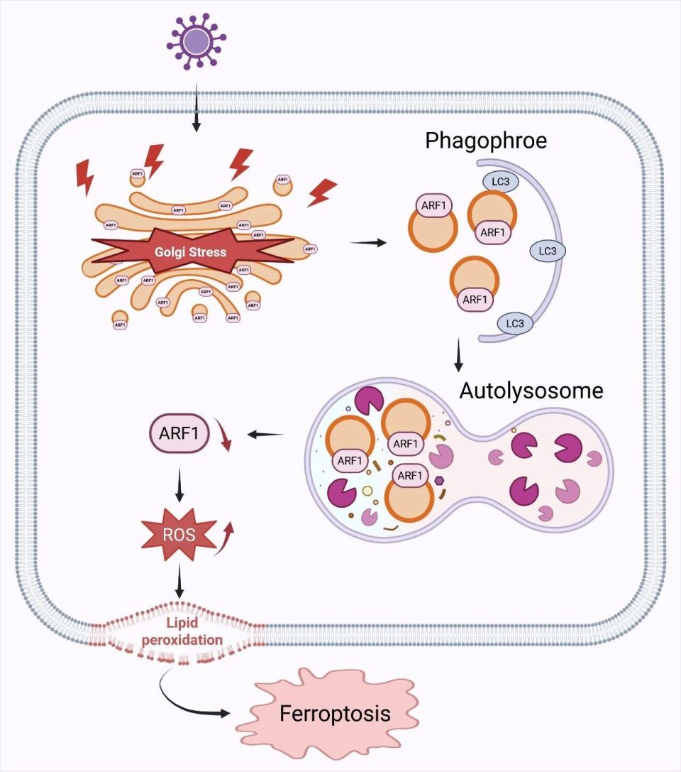 【前沿&进展】重磅！Autophagy三连发，揭示新城疫病毒通过细胞器选择性自噬调控病毒复制和细胞命运的新机制_腾讯新闻