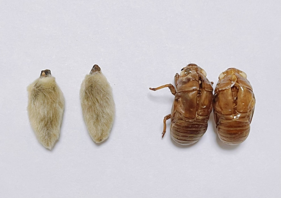 人文药学丨传统非遗里的中草药——毛猴_腾讯新闻