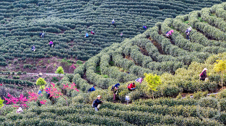南川:水土治理茶香满园