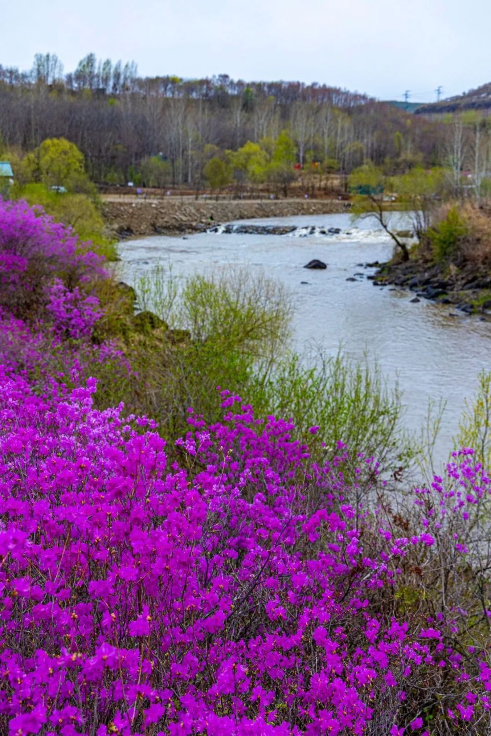 这个"南天门"不一般,金达莱花海开得正艳!
