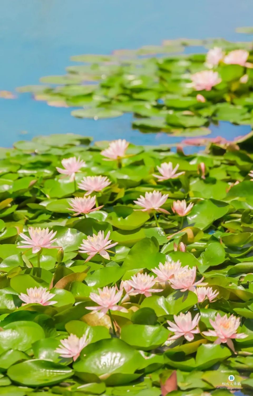 了某种滤镜有着别处不可比拟的美04苏州阳澄湖生态休闲旅游度假区大抵