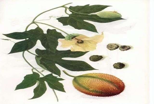 散结消肿之植物药——流星锤
