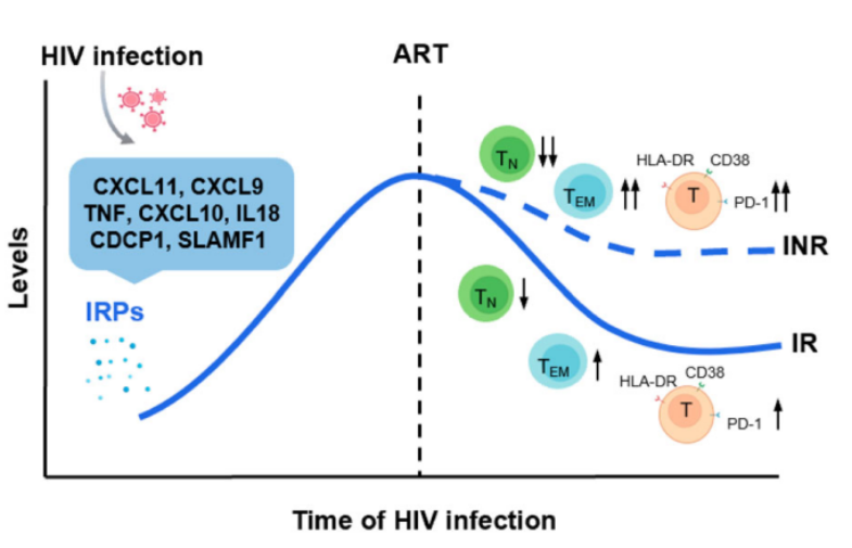 hiv浓度与t细胞关系图图片