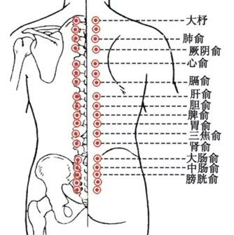 脊柱两旁的经络图图片