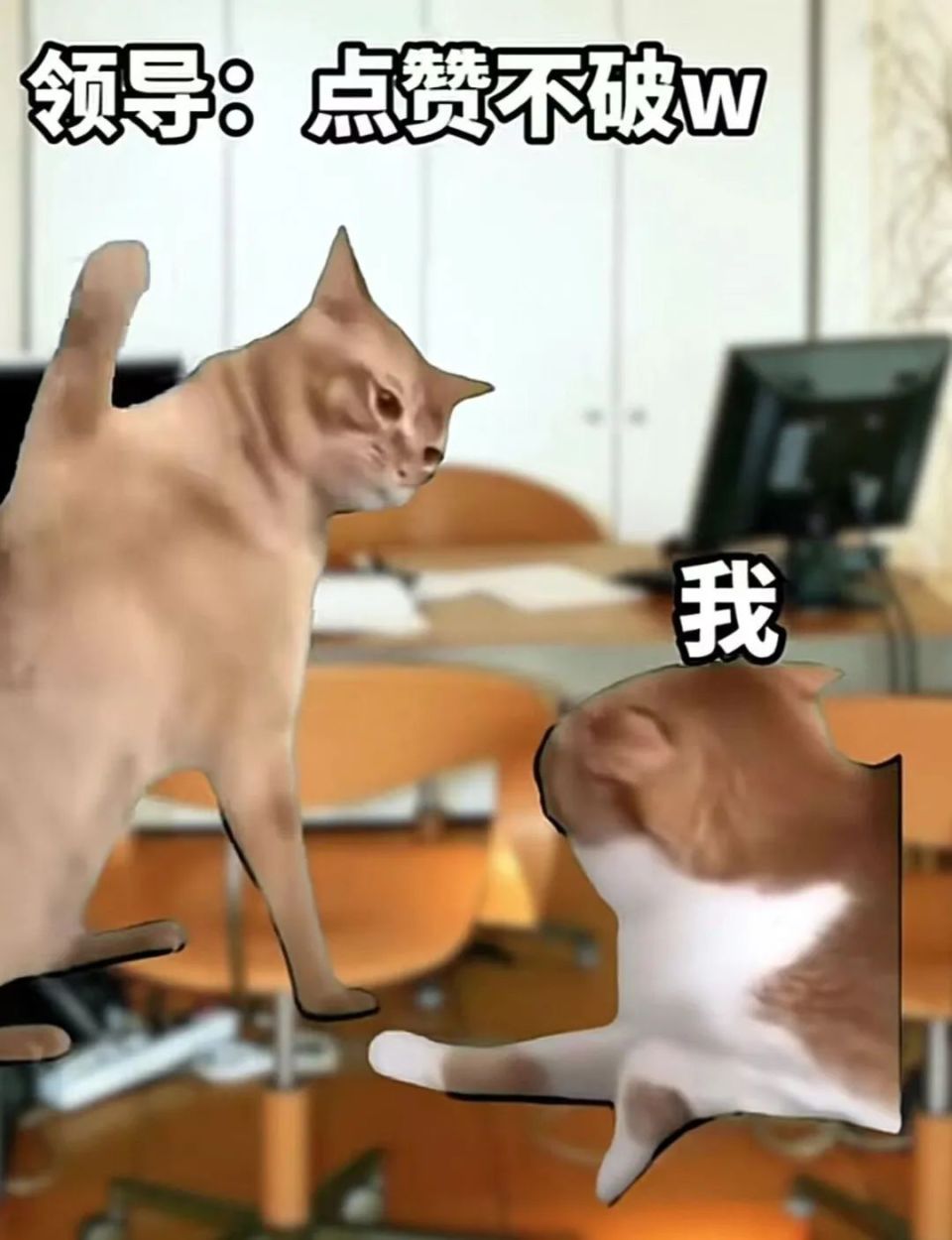猫 meme 视频全网爆火！到底对年轻人有什么魔力？_腾讯新闻