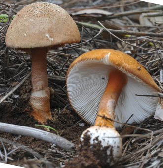 "芝麻菌"可能也有毒!_腾讯新闻