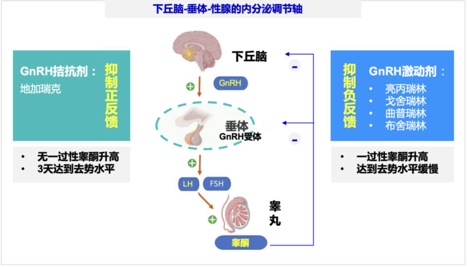 探秘之“地”丨从GnRH拮抗剂机制看前列腺癌ADT治疗的挑战和机遇_腾讯新闻