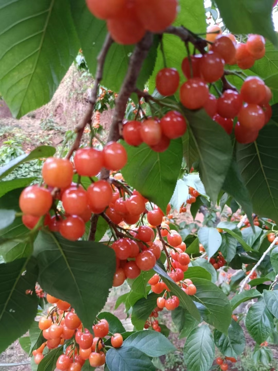 美好生活在云南昭通鲁甸樱桃文化旅游节将于4月20日启幕