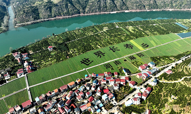 视频惊艳油菜地里长出9个字世界长寿乡湖南麻阳