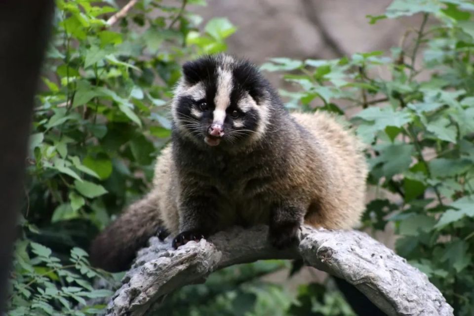 国内分布的果子狸,从鼻梁到额顶有一道白纹,左右脸颊又有大块白斑