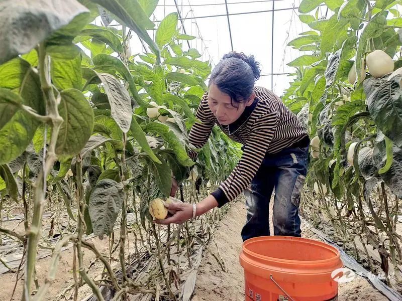 民勤县东坝镇:"聚宝棚"种出"致富果"