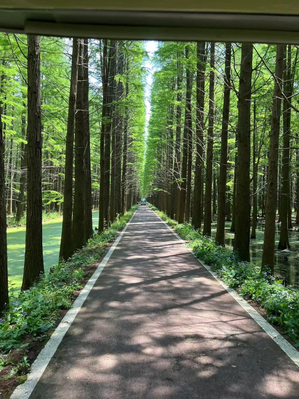 探秘金湖水上森林公园