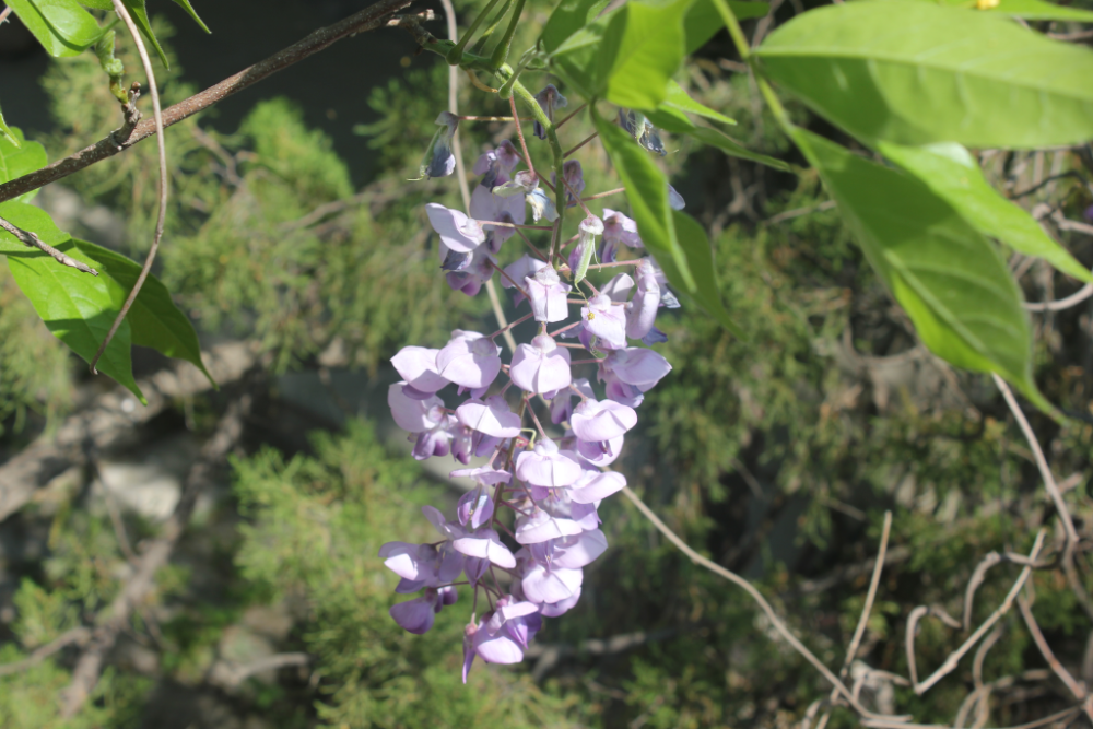 山姜花（山姜花花语?） 第23张