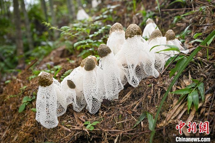 广西苗乡深处竹荪丰收带来好钱景