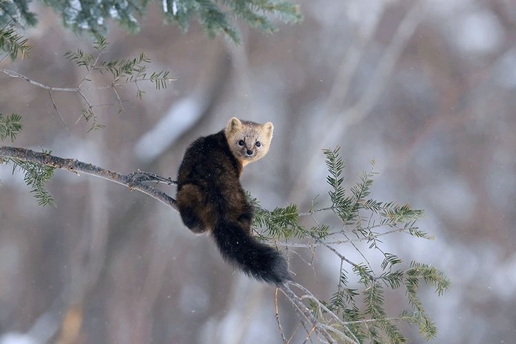 作为一位野生动物摄影师,她经常趴着,或者蹲着.这样的角度很贴近