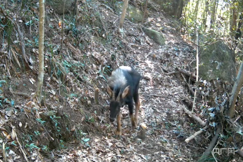 两头四不像首次同框中华鬣羚又现广东象头山保护区