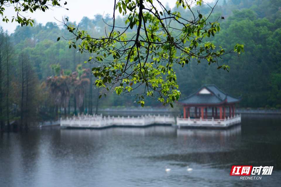 组图丨雨中观园:山色空蒙 恍若仙境