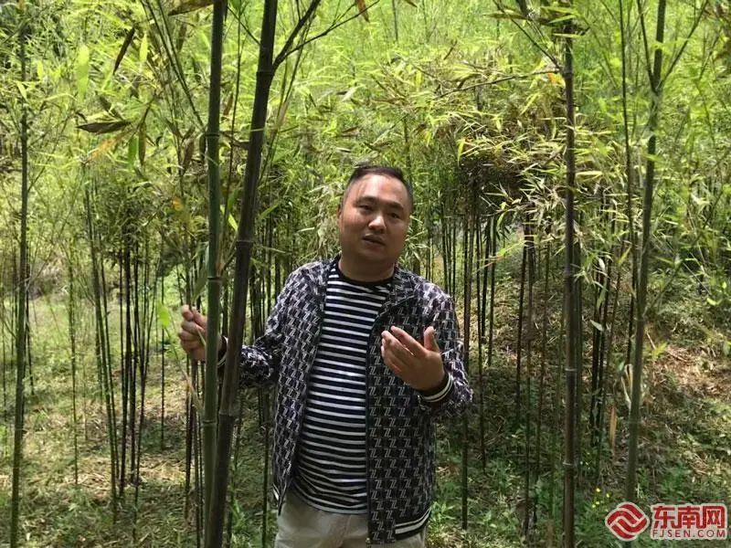 陈行辉在竹林示范基地讲解紫竹 东南网实习生 李子莹 摄"比起其他竹子