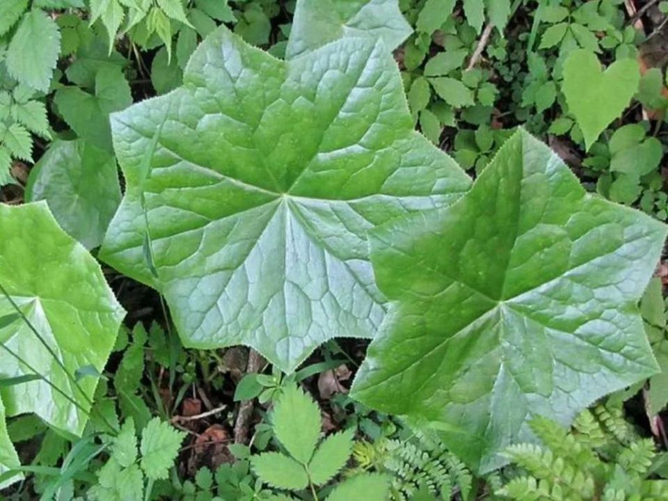 这本书中,八角莲受到了高度的评价,书中提到它能"治疗所有毒蛇咬伤"