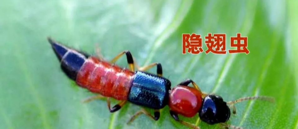 "会飞的硫酸" 这种毒虫飞到身上,千万别拍