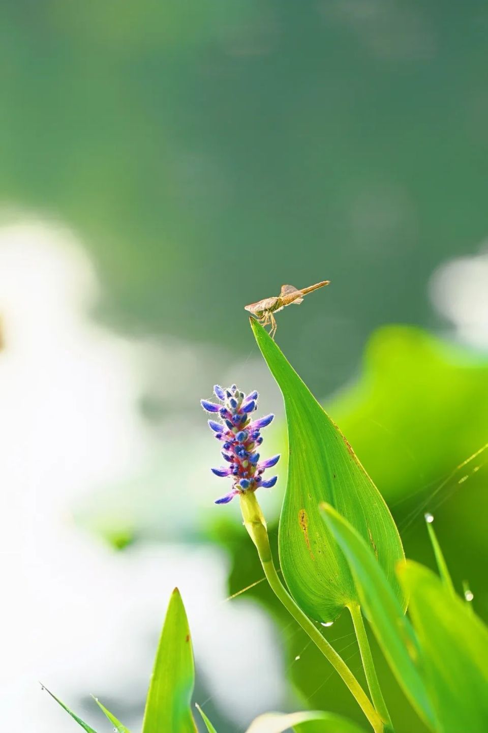 腾讯手机网，腾讯手机网游排行榜