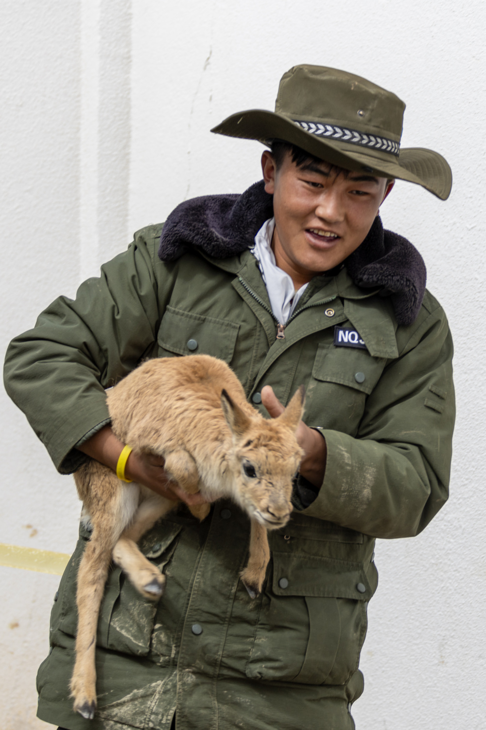 羌塘无人区深处:藏羚羊幼崽渡河记