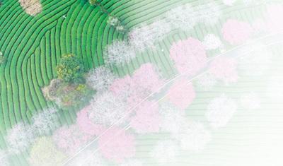 大地春回景色新