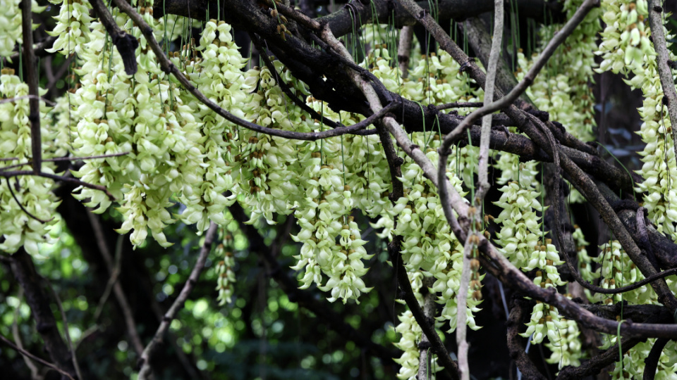 美叶油麻藤常春油麻藤海南黧豆由于最近气温低,紫白相间色禾雀花(大果